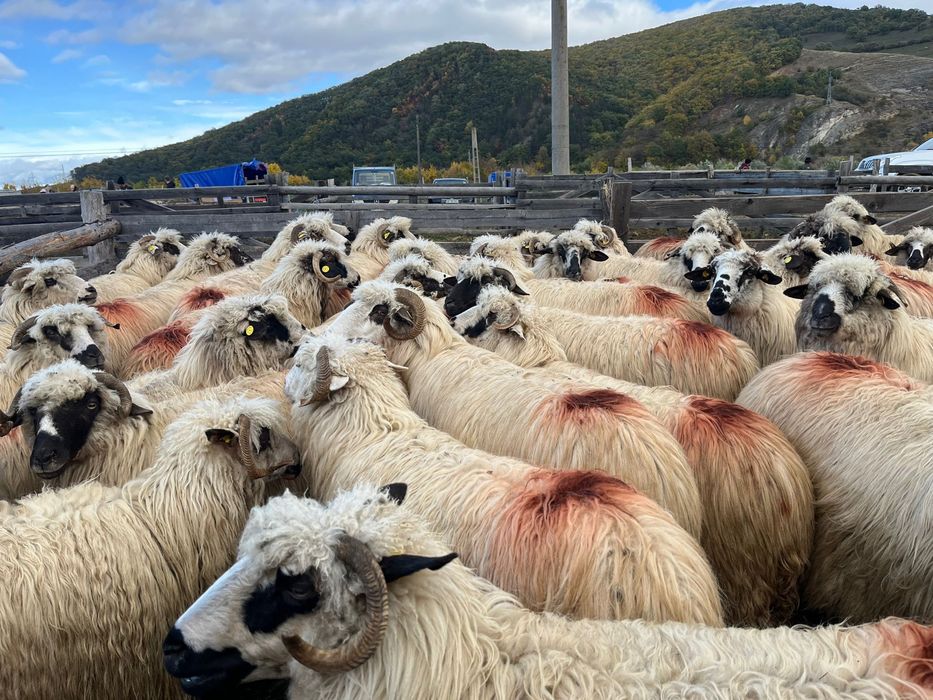 De vanzare oi tinere