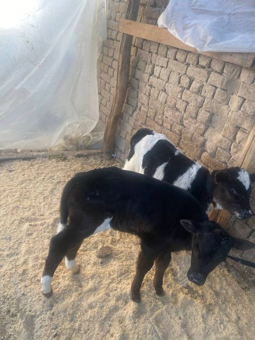 Ona bola sigir 2ta buzoqchasi bor