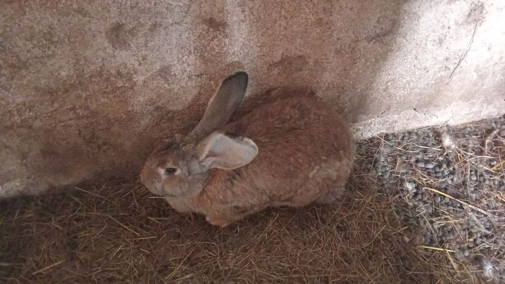 Iepuri prețul este fix pe kg