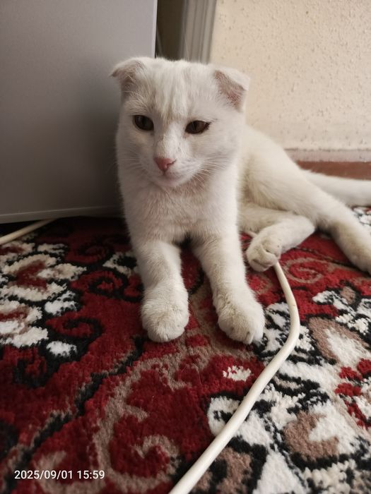 Scotiish fold uy mushugi oynoqi