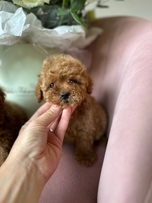 Той пудель - стильник