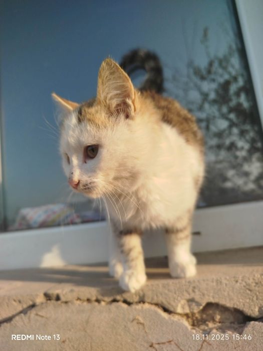 Кошка мысық сатылады