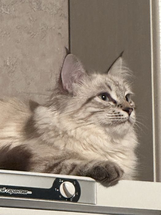 Отдам кота в добре руки