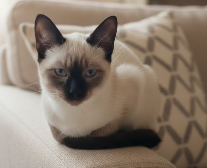 Котята Тайские..