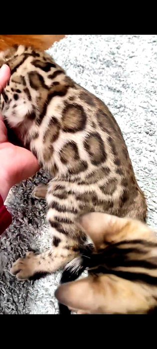 bengal cu pedigree,felisa autorizata