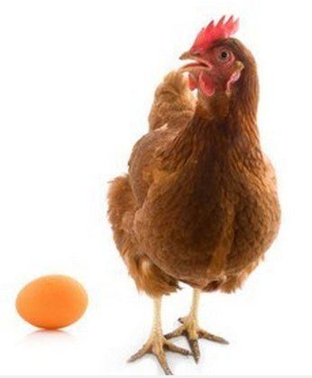 Инкубационное яйцо Ломан браун РФ