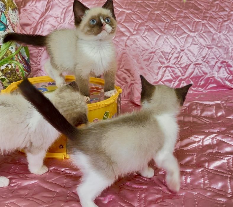 Рагдол / Регдол Ragdoll