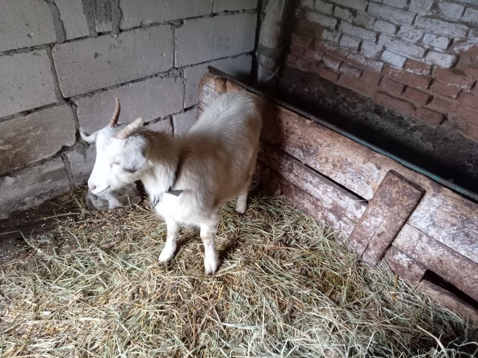 Vând capre alpine franceza