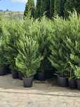 Tuia smaragd ( thuja ) cupressus leylandii 1.6m - 1.8m, gard viu verde
