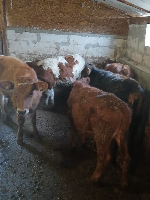 Vind vitele angus si baltate