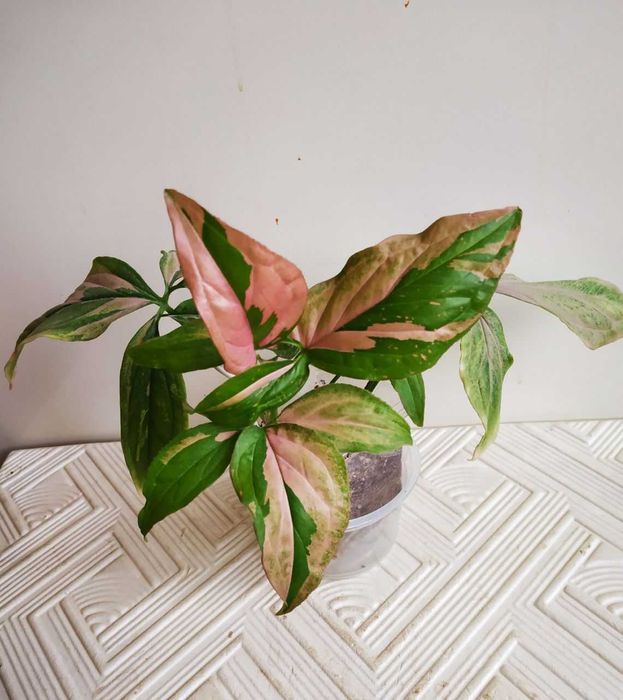 Продаю сингониум Би Колор ( очень красивый редкий сорт )