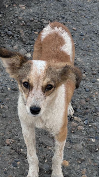 Маленькие щенки 7-ми месячные