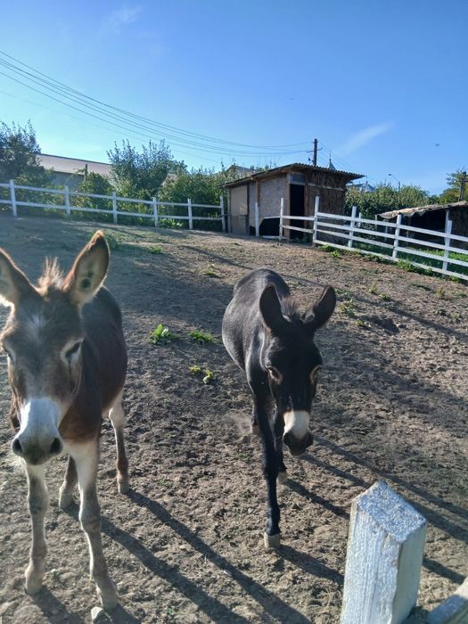 Magar 2 ani, Magatita gestanta de 2 ani si magarita 1 an.