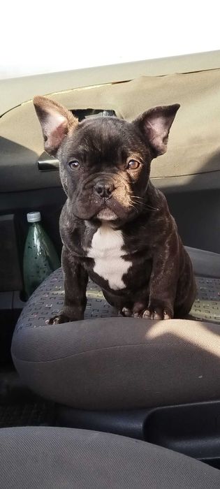 френско булдоче "brindle"