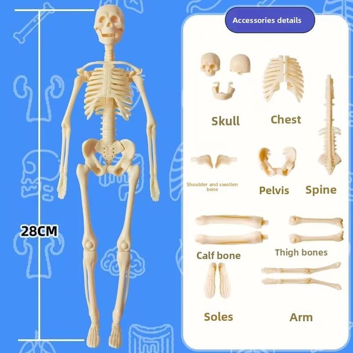 Corpul uman 3D Schelet anatomie patologica educație copii