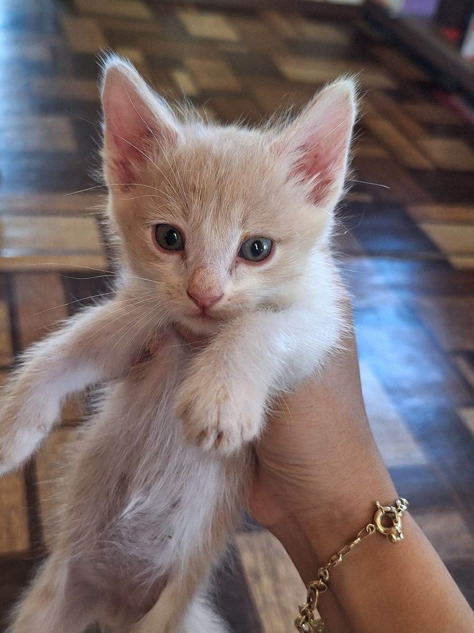 Отдам котят хорошие руки