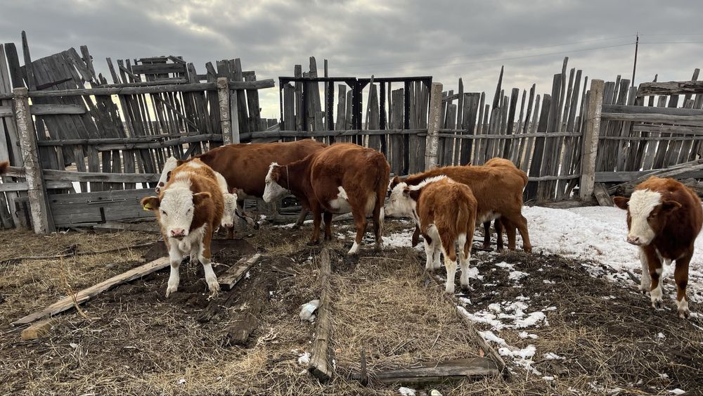 Продам Коров с Падсосными телятами