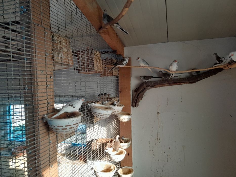 Диамантени гугутки