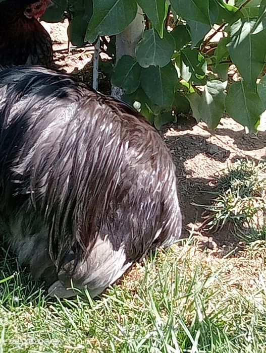 Găinii și cocoșii de vânzare.