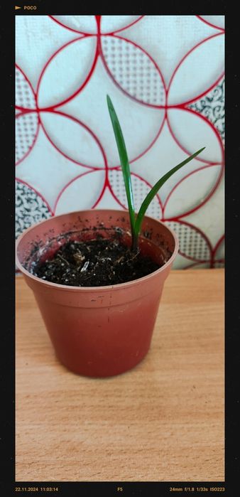 Продам цветы комнатные.