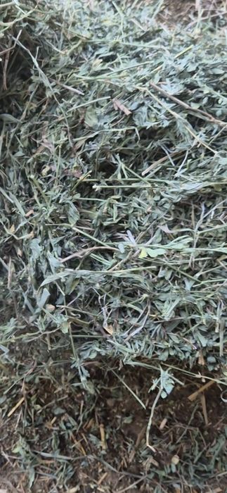 Baloti patrati de lucerna