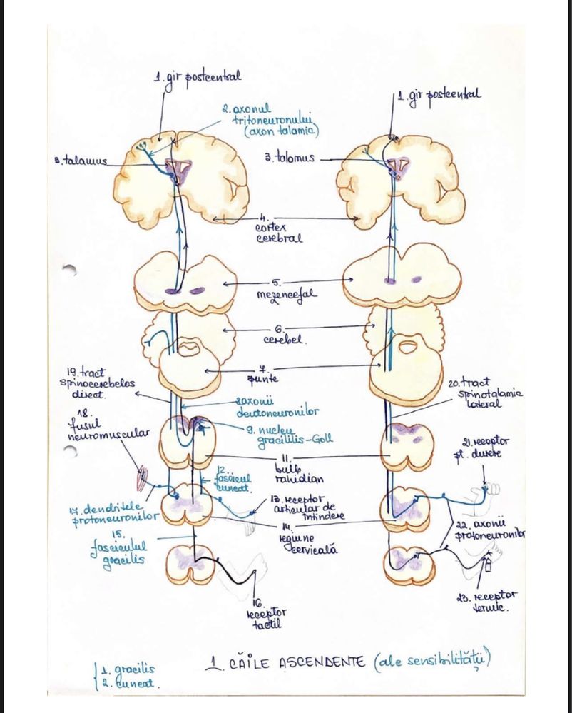 Notițe admitere medicină biologie PDF