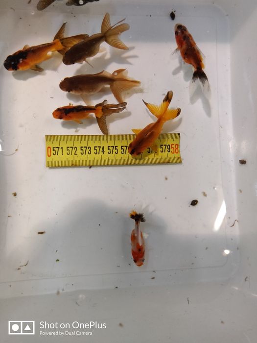 Carași acvariu oranda