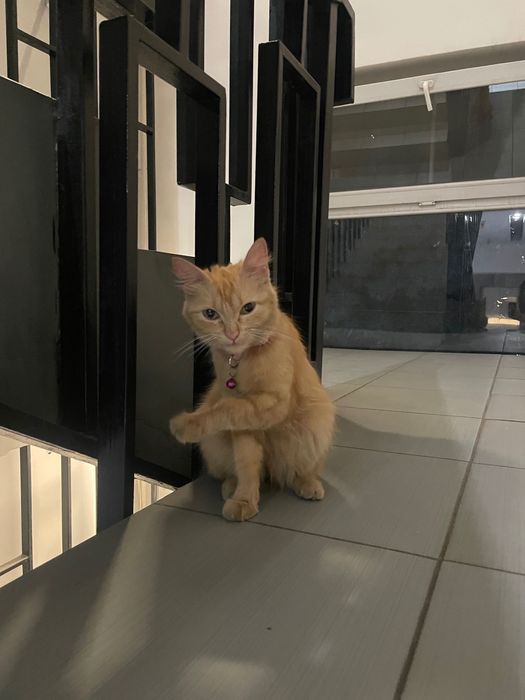 Котенок в добрые руки