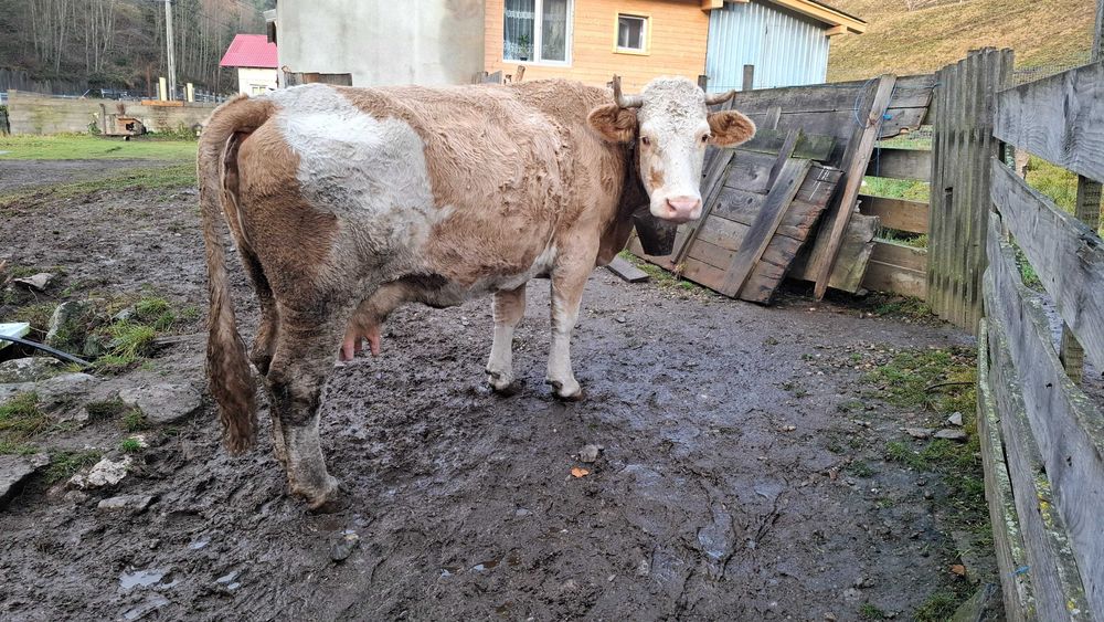 Vând vaca bălțată românească