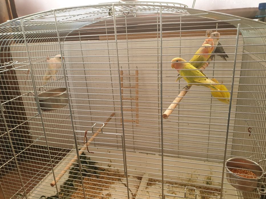papagali calugar/nimfa/amorezi/agapornis