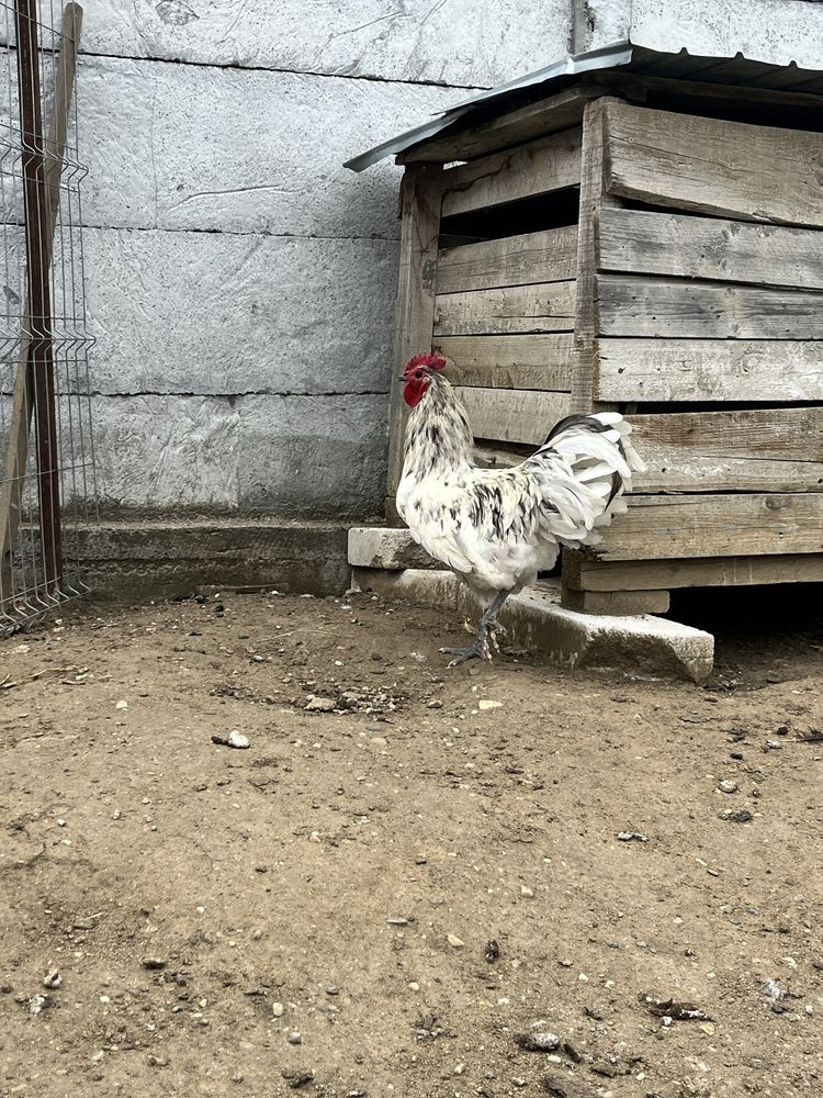 Pereche australorp