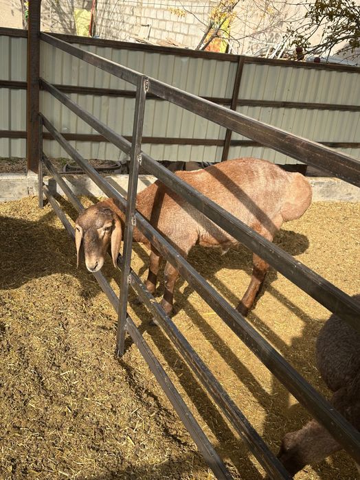 Кучкор барра шу йилги 3 та бир жоя