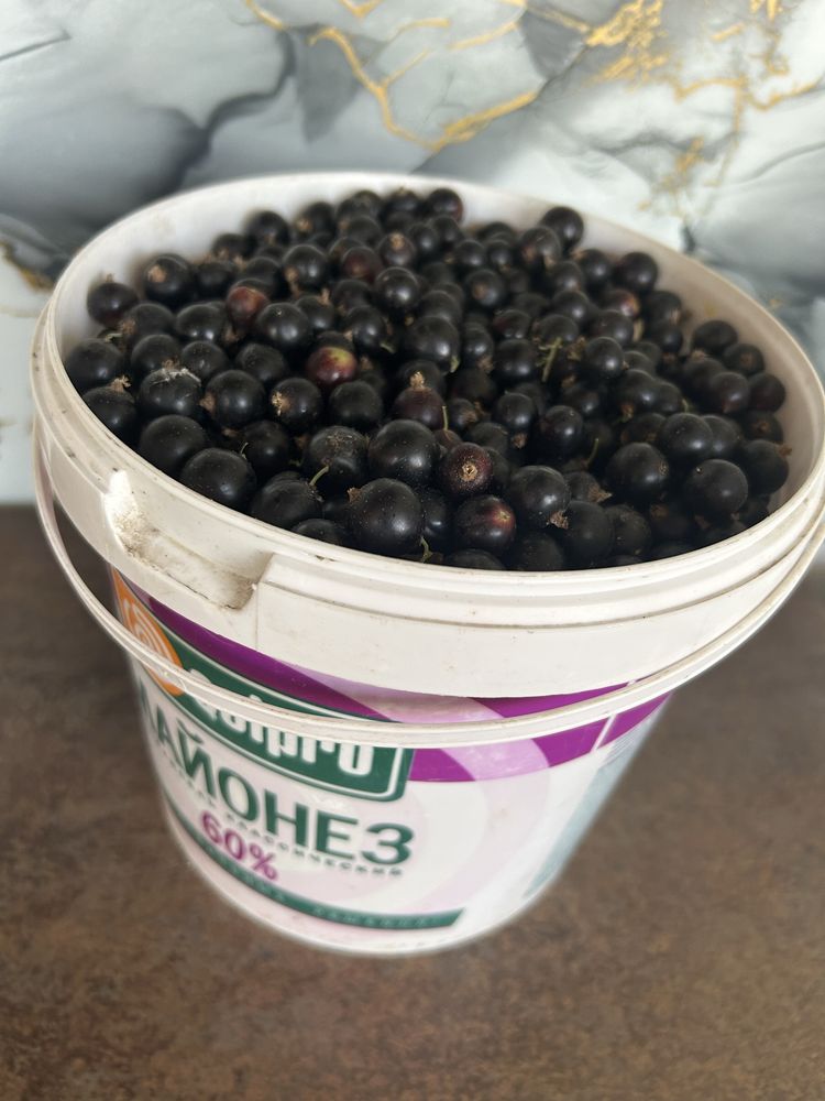 Продам черную смородину