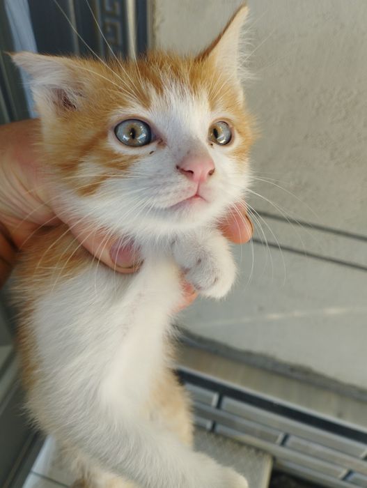 Отдам даром котят