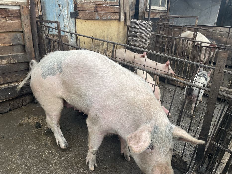 Прасета ………………..