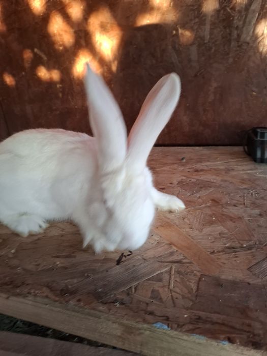 Vand 2 femele  de 2 luni   urias german alb