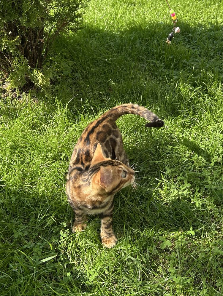 Бенгалско коте, момче