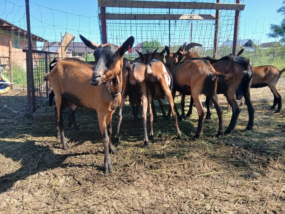 Capre Alpine Franceze & metis