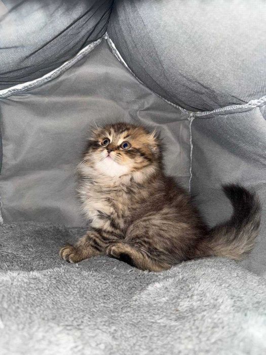 British highland fold тоза пародалик мушукчалар сотилади