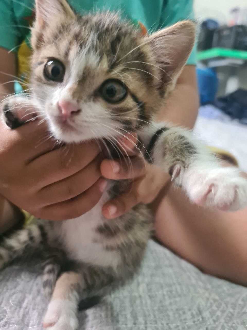 Кошки и котята в Термезе