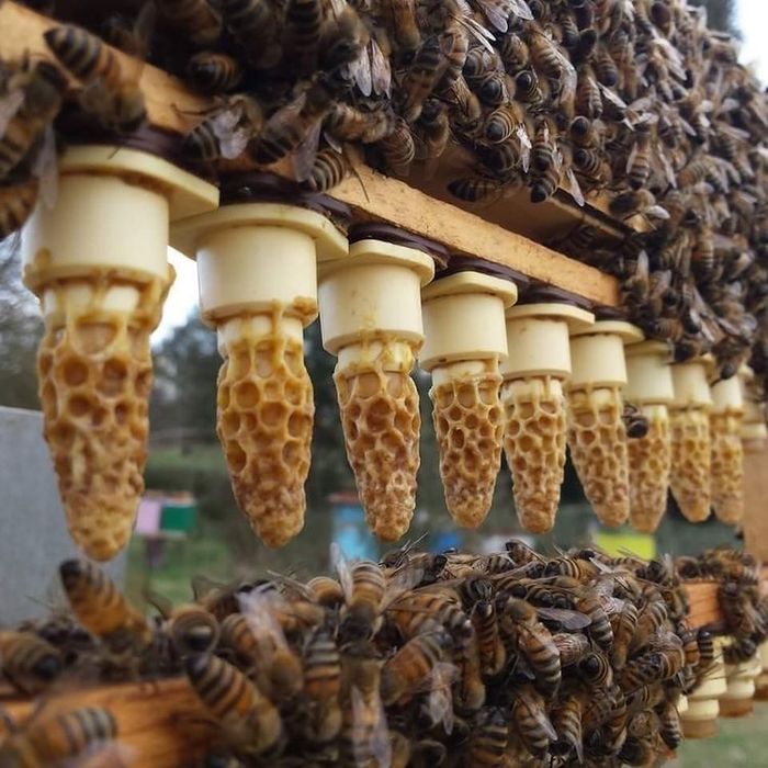 Пчели и Пчелни семейства в 12 рамкови кошери дадан блат Пчелни майки
