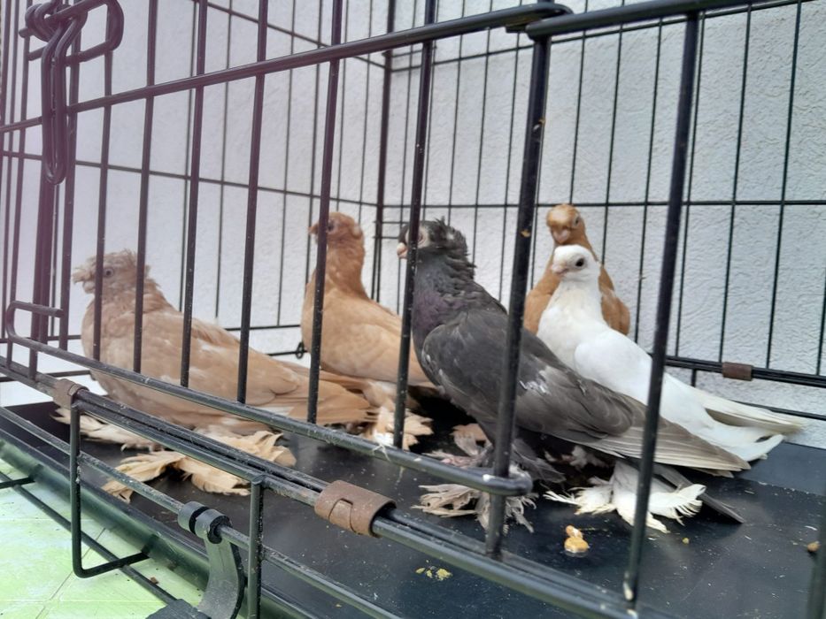 Узбекски гълъби. Мъжски и женски.