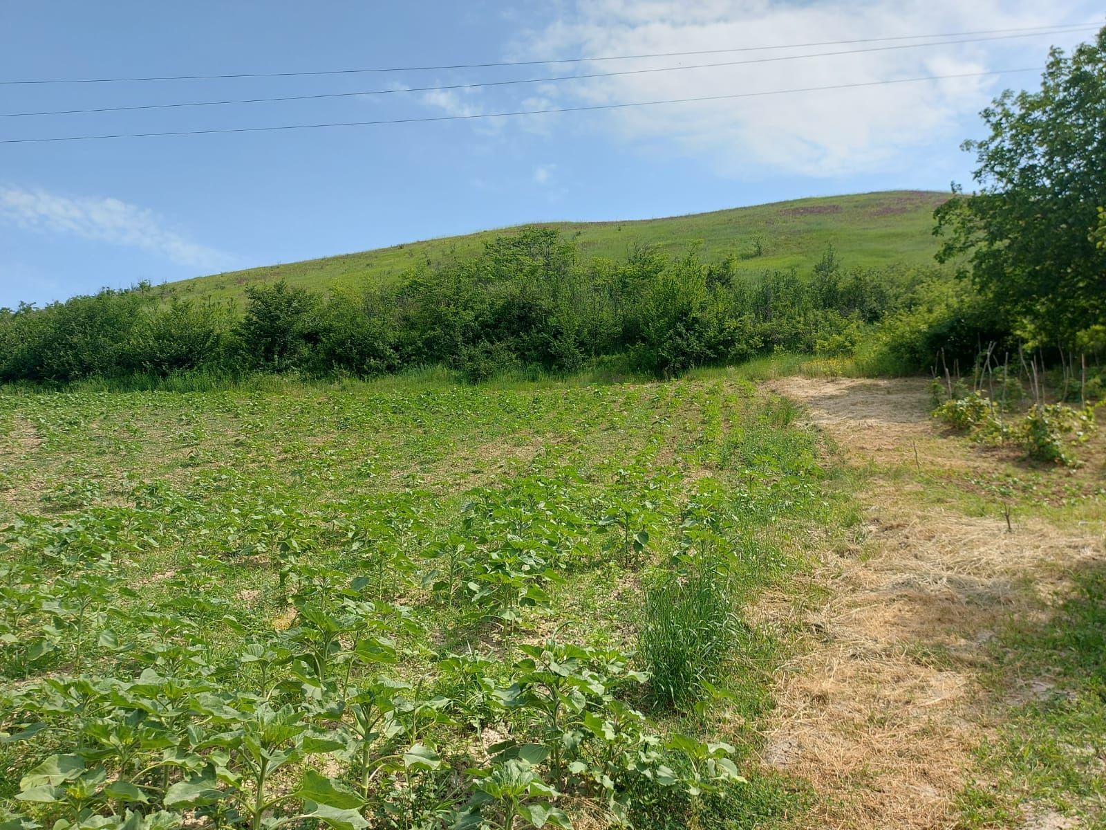 Teren intravilan+Casă bătrânească, Sat. Băiceni, Com. Curtești