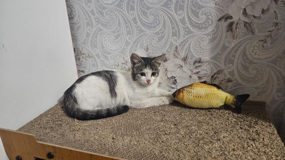 Котенок в добрые руки
