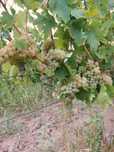 Struguri de vin albi si negri, pret de producator livrare la domiciliu