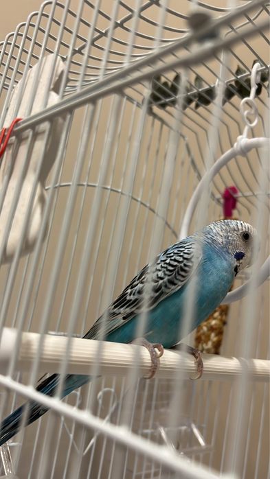 Попугай волнистый