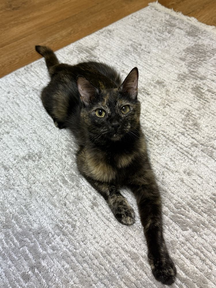 кошечка ищет семью