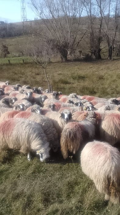 Vând 50 de oi și 47 mieluțe