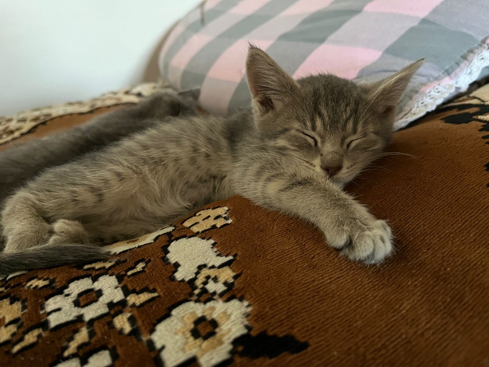 Отдам котят бесплатно