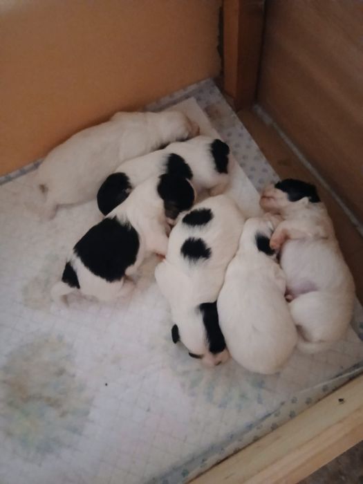 Vînd iepuraș din rasa californian